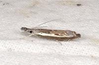 Platytes alpinella