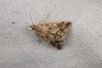 Tegostoma comparalis