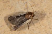 Ochropleura plecta