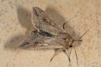 Mythimna albipuncta