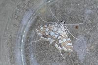 Elophila nymphaeata
