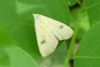 Rivula sericealis