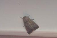 Hoplodrina ambigua