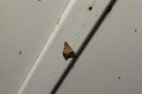Scopula rubiginata