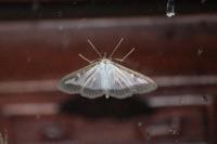 Cydalima perspectalis
