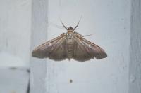 Cydalima perspectalis