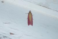 Oncocera semirubella