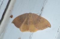 Watsonalla binaria