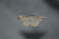 Peribatodes rhomboidaria rhomboidaria
