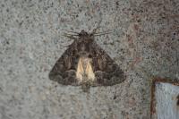 Thalpophila matura