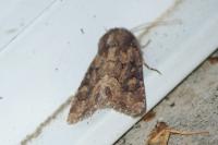 Luperina testacea