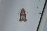 Acrobasis tumidana