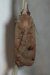 Noctua pronuba