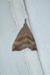 Hypena proboscidalis