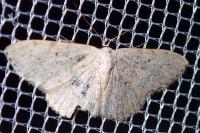Scopula marginepunctata