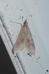 Mecyna asinalis