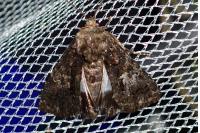 Aedia leucomelas