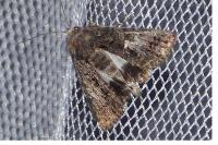 Aedia leucomelas