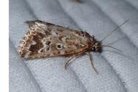 Alvaradoia disjecta