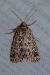 Alvaradoia disjecta