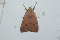 Leptologia macilenta