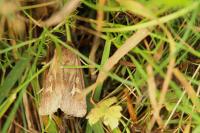 Cerapteryx graminis