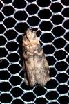 Euzophera pinguis