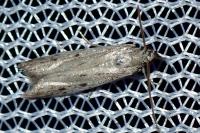 Phycitodes