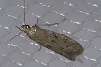 Phycitodes