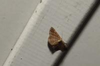Scopula rubiginata