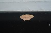 Scopula imitaria