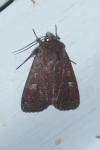 Xestia xanthographa