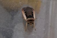 Ochropleura leucogaster