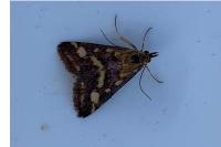 Pyrausta purpuralis