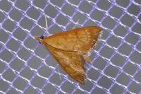 Ecpyrrhorrhoe rubiginalis