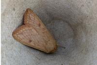 Mythimna vitellina
