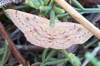 Cyclophora puppillaria