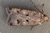 Agrotis trux