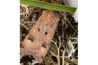 Agrotis trux
