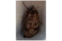 Agrotis trux
