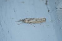 Agriphila inquinatella