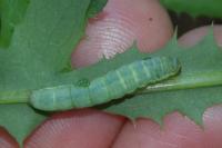 Hecatera dysodea