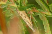 Agriphila inquinatella