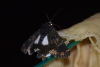 Catephia alchymista