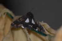 Catephia alchymista