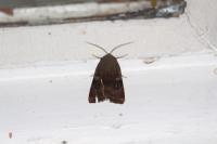 Noctua janthe/janthina