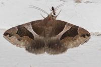 Dysgonia algira