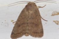Hoplodrina octogenaria