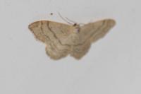 Idaea aversata