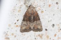 Mesoligia furuncula